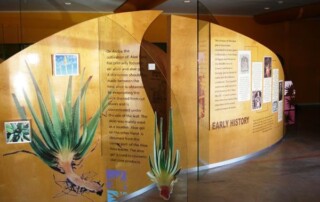 The Aruba Aloe Museum & Factory